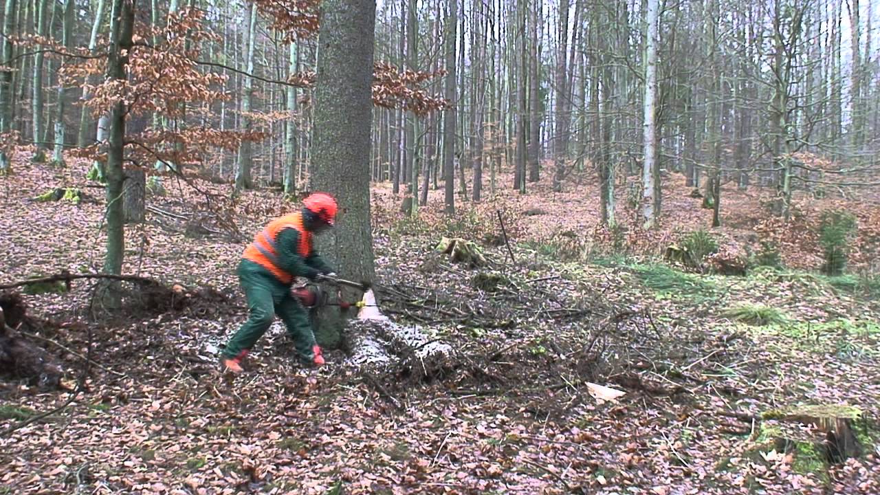 Praca w lesie - ścinka drzewa