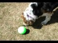 iQuties Snack Attack - Treat Release Demonstration