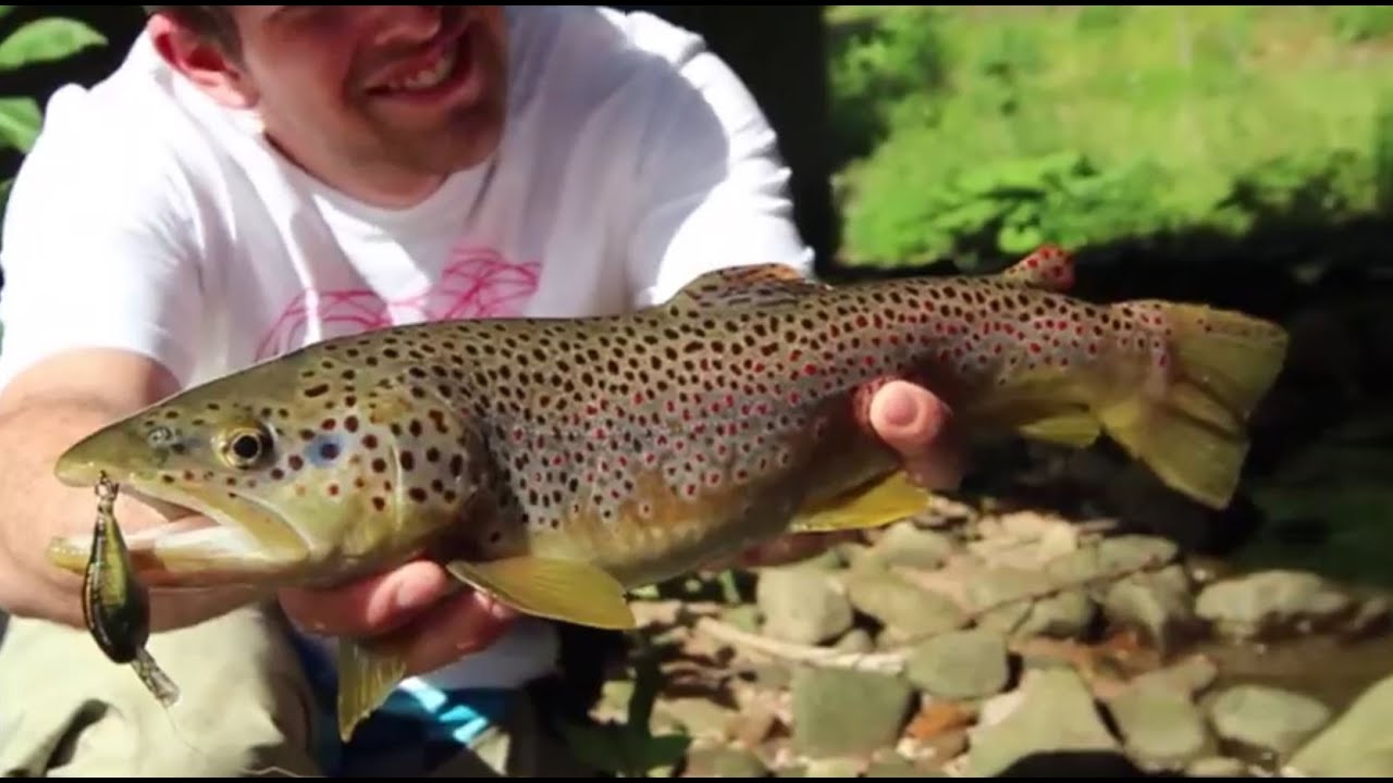 Forelle, Zander, Hecht, Wels DER RAUBFISCH 3/2015 YouTube
