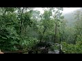 4K Rain Walk Forest 7 Busan Healing Forest 