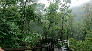 【4K】  Rain walk  Forest #7 (Busan Healing Forest)