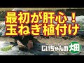 玉ねぎ植付け。ここでの最大の注意点は苗選びと植える深さ。ここで玉ねぎのデキが決まります。10/22