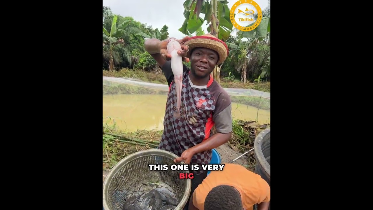Sorting Heteroclarias Catfish After 53 Days of Growth in a Nursery Pond