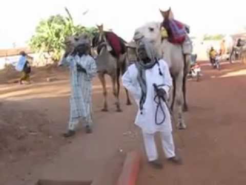 3 Camels with Riders in Natitingou Benin West Africa