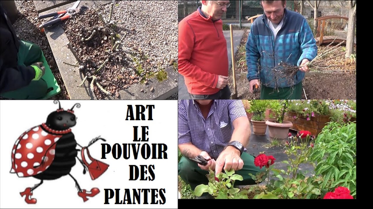 Jardinage : Rosier buisson – Taille, plantation et arrosage 🌹 Astuces pour une floraison abondante !