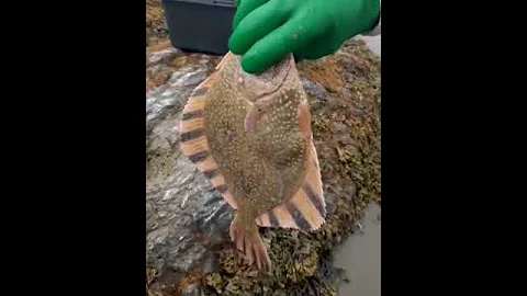Необычная камбала поймана в Приморье