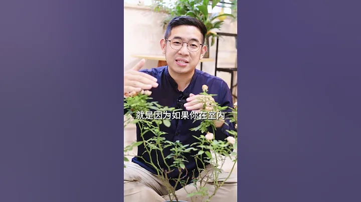 養月季花要不要曬太陽呢 #養花 - 天天要聞