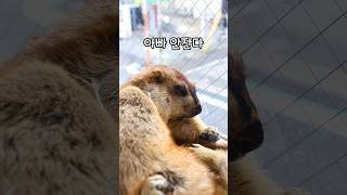 오사카에 마멋이 산다고?!