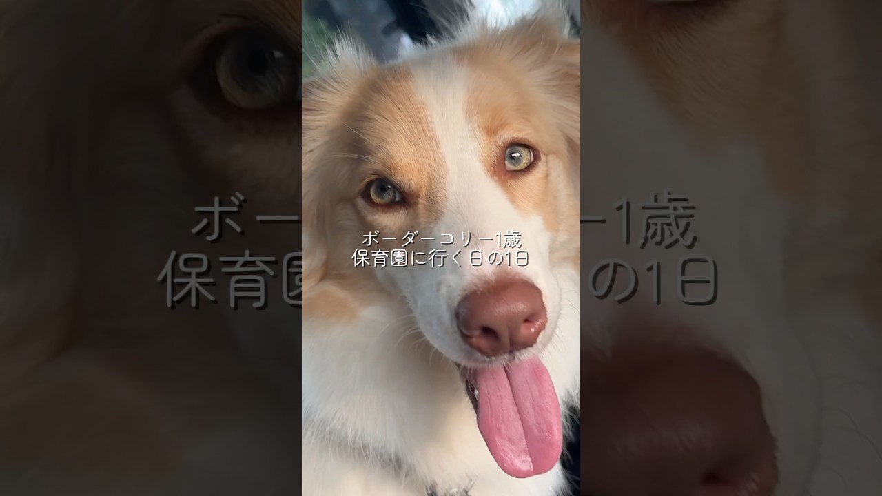 ボーダーコリーの1日に密着してみた