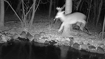 Reolink Captures: Jumpy Buck