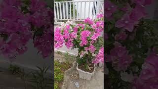 bunga kertas#tanaman#bungabougenville