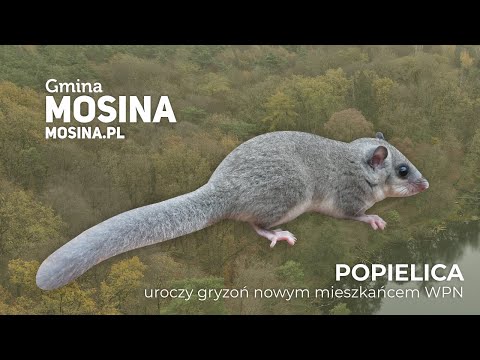 Wideo: Czy popielica to gatunek?