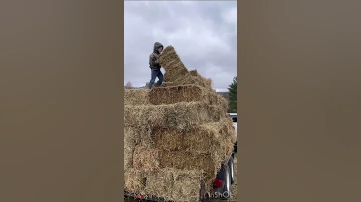 Silas vs square bale
