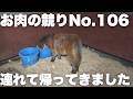 【お肉になる競り】「106番のミニチュアホース」を連れ帰ってきました。