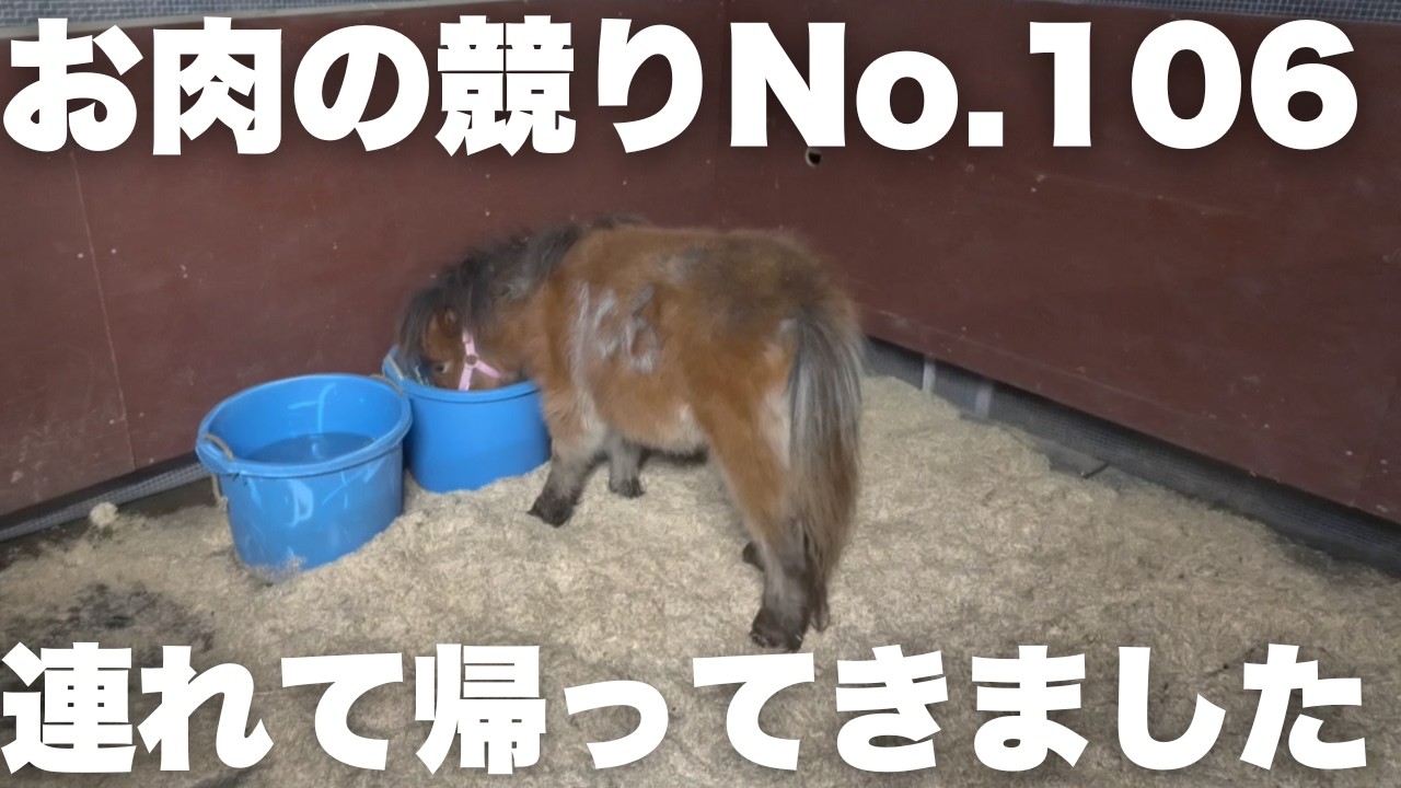 【お肉になる競り】「106番のミニチュアホース」を連れ帰ってきました。
