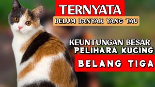 Pelihara kucing belang tiga membawa keberuntungan besar