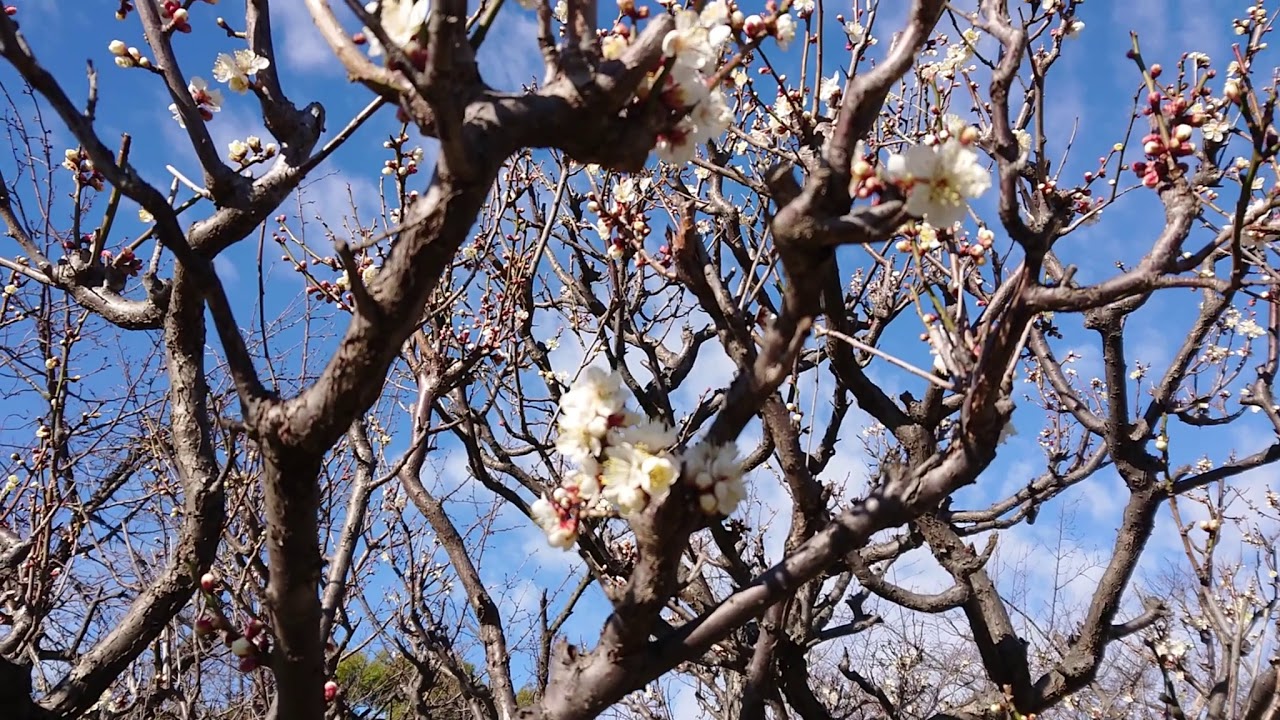 梅とロウバイ 長居植物園２０２０年1月28日の風景 Youtube