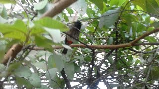Angry My Bulbul Bird