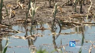 Flooding could cost millions in crop losses