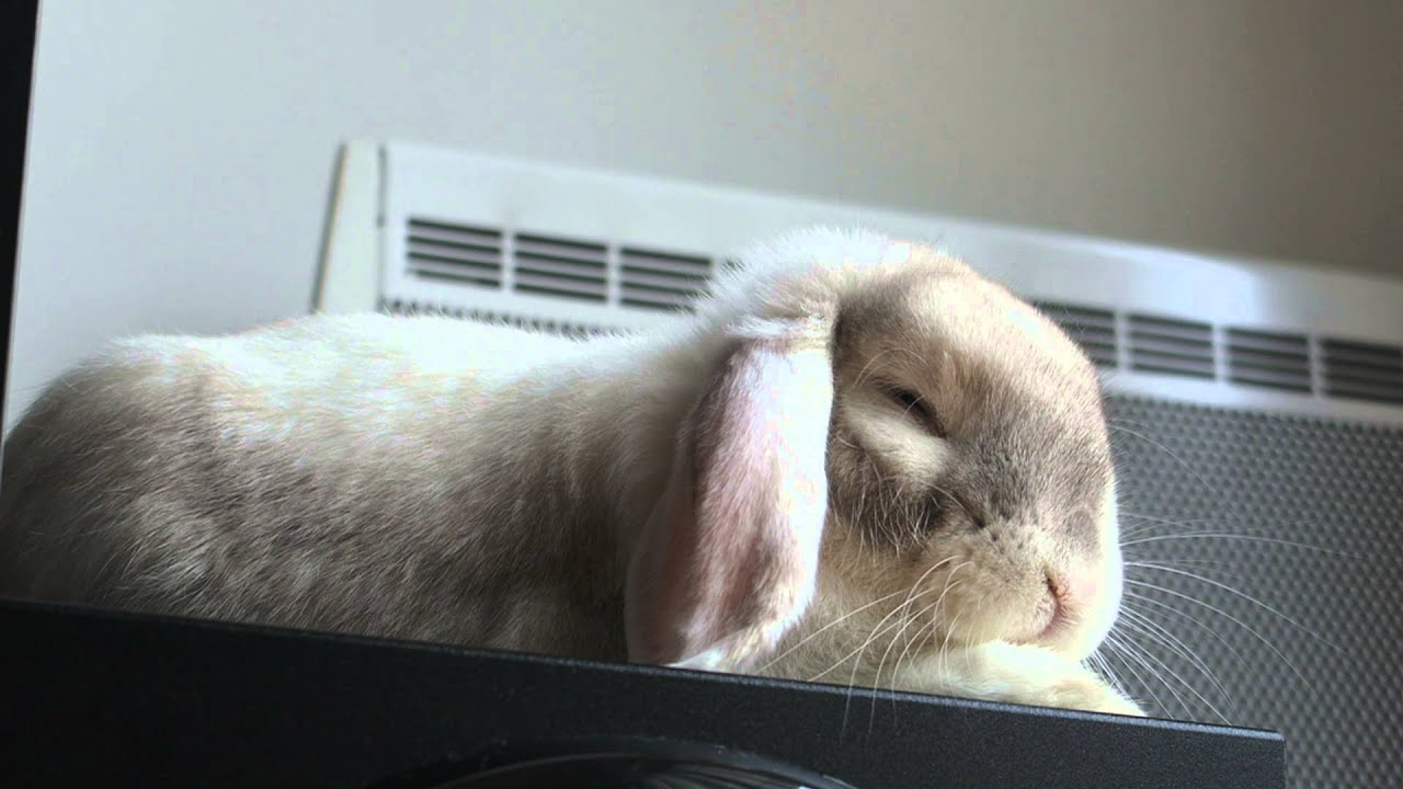 Marty le lapin bélier qui dort so cute YouTube Marty le lapin bélier qui dort so cute YouTube