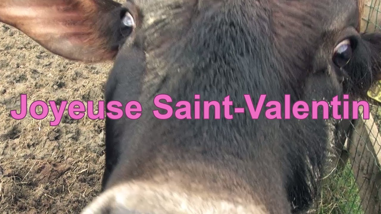 Vidéo Drôle Saint Valentin 2015 Lamour Vache