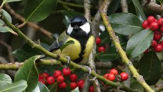 Great Tit near the bridge screenshot 5