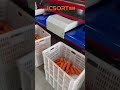 Carrot optical sorting machine 🥕🥕🥕#jcsort #sorting #fruitprocessing #grading #farming #carrot