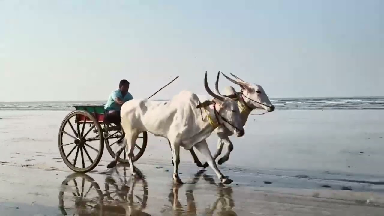 पारवे बंधू यांचा रायवाडी येथील फेरा