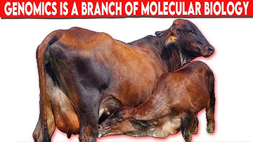 ⭕ The Importance Of Genomics In Cattle Breeding ✅  Biggest Bulls And Cows