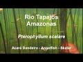 Rio Tapajós, Amazonas: Pterophyllum - Acara Bandeira - Angelfish- Skalar