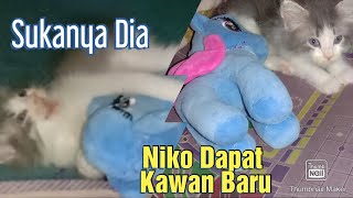 Persian Kitten Playing | Niko dapat Kawan Baru | Sukanya Dia #persiankitten #anakkucingparsi