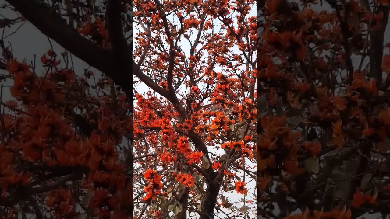 State flower of Jharkhand PALAS fool gulab ka song 