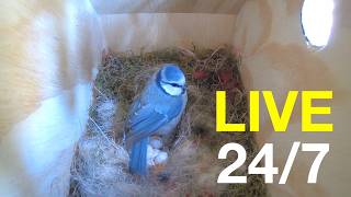 LIVE Bird Nest Cam 2026 | Bird Box Camera 24/7 (Sweden)