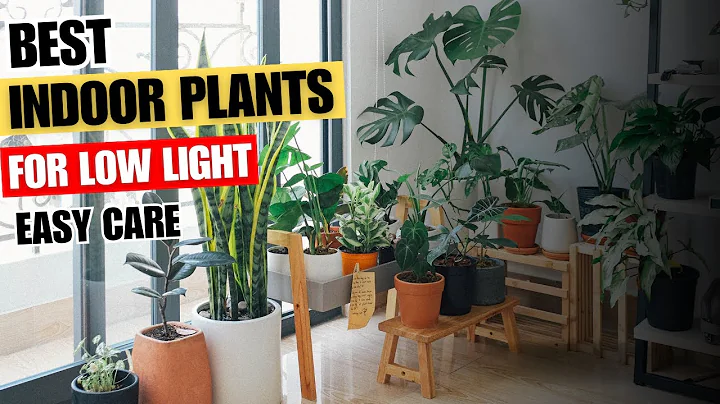 Best Indoor Plants for Low Light, Clean Air, and Easy Care