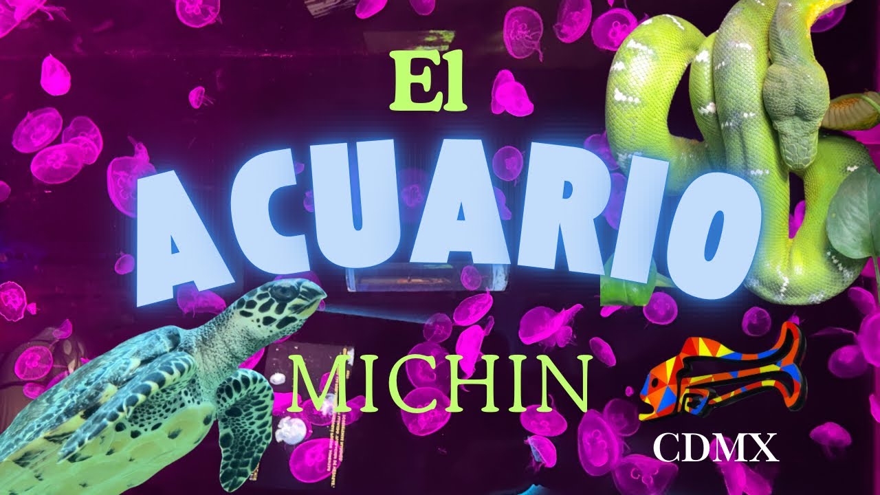 RECORRIDO ACUARIO MICHIN CDMX 🐟🐡 - YouTube
