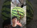 water lemon trying throw 🍈🍉 #funny