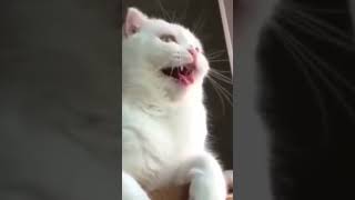 alien Morse code | kitty swag | animals shortsfeed viral