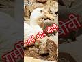 गर्मी और बीवी। #comedy #funny #birds  #duck #funny #comedy #viralshort #newvideo #networkaynul #pets