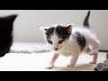 Wobbly Kittens: Stumbling but Eagerly Running Toward You 🐾