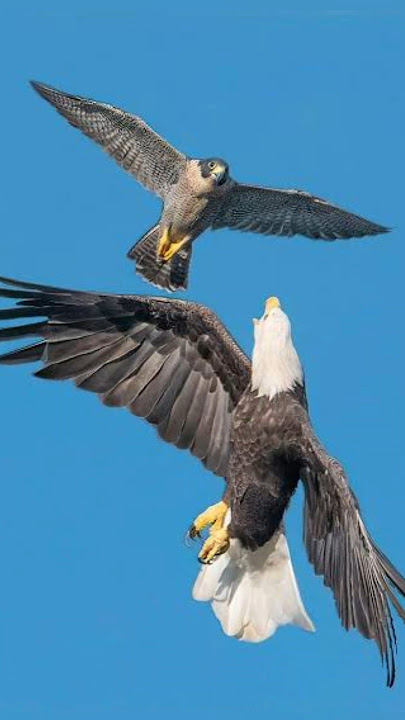 Eagle vs Falcon- Who Is The King?