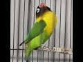 Download Video Lovebird Ngekek Download Video Lovebird Ngekek