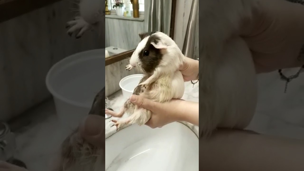 How to clean your guinea pig YouTube
