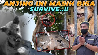 DITINGGAL MAJIKAN, DI S1KSA, KEHILANG4N KEDUA KAKI. ANJ1NG2 INI MASIH BISA SURVIVE..!!