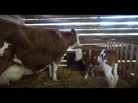 Videó: Miért kell a teheneket fejni?