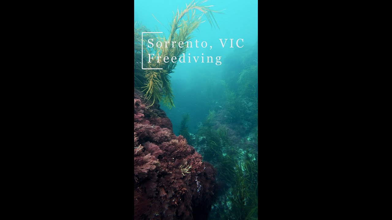 Freediving Swim Thru 8 Sorrento Back Beach, Victoria Australia YouTube