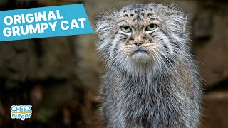 Is This Rare Wildcat The Grumpiest Cat In The World