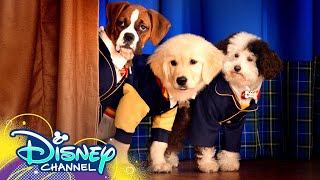 Theme Song 🎶 ft. Dakota Lotus Pup Academy Disney Channel