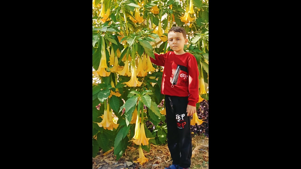 Melek borozanı çelik alma, köklendirme, dikme aşamaları