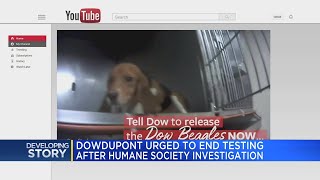 DowDuPont urged to end testing after Humane Society investigation