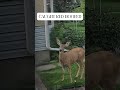 🦌 Busted! That deer clearly didn’t expect to be caught mid-snack #short